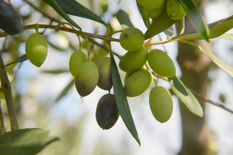 Souri olives growing on an olive tree in Lebanon, showcasing the traditional Lebanese olive variety used to produce extra virgin olive oil.
